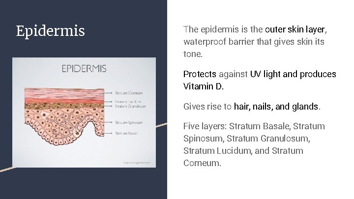 Epidermis The epidermis is the outer skin layer, waterproof barrier that gives skin its