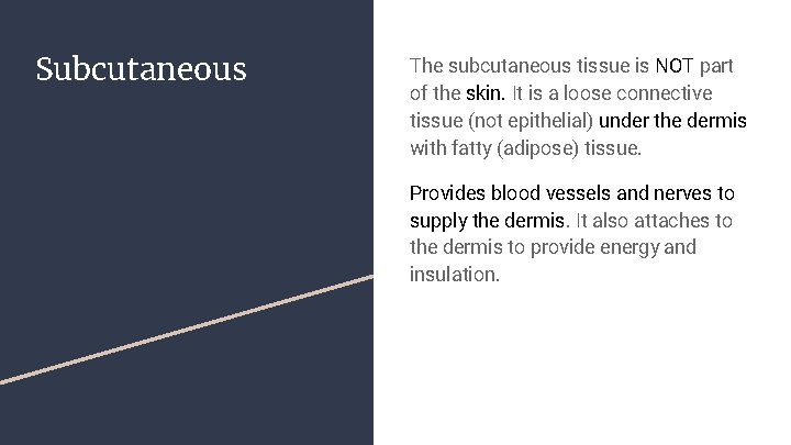 Subcutaneous The subcutaneous tissue is NOT part of the skin. It is a loose