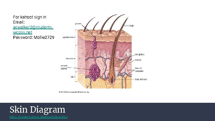 For kahoot sign in Email: acwalker 2@students. wcpss. net Password: Mollie 2729 Skin Diagram