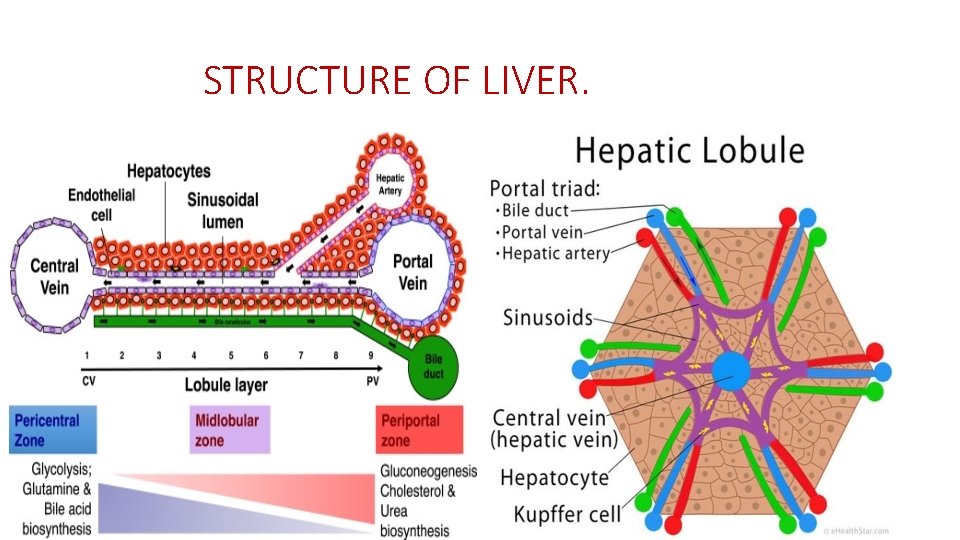 STRUCTURE OF LIVER. 