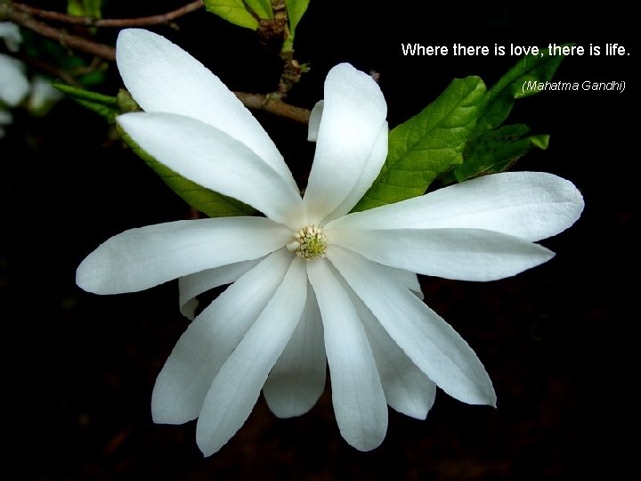 Where there is love, there is life. (Mahatma Gandhi) 