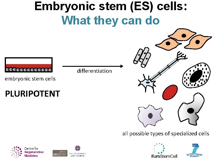 Embryonic stem (ES) cells: What they can do differentiation embryonic stem cells PLURIPOTENT all
