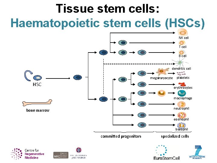 Tissue stem cells: Haematopoietic stem cells (HSCs) NK cell T cell B cell dendritic