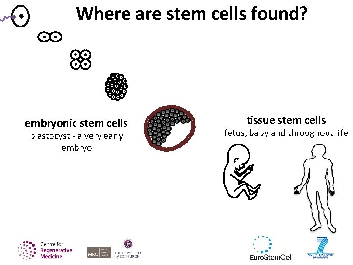 Where are stem cells found? embryonic stem cells blastocyst - a very early embryo