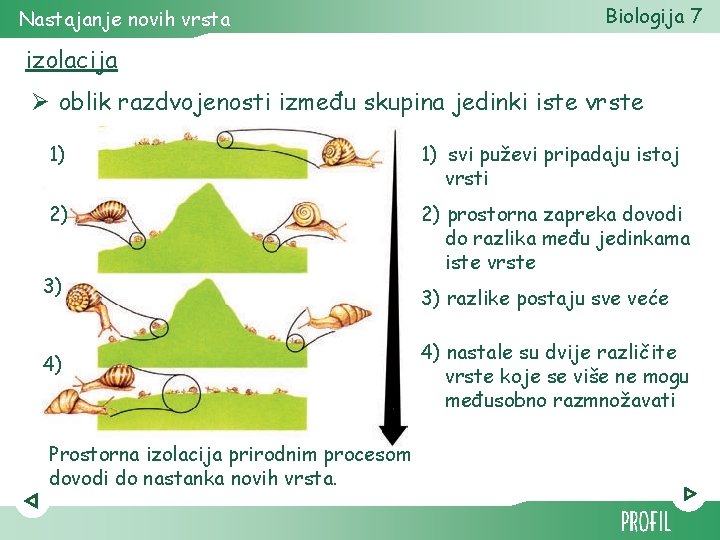 Nastajanje novih vrsta Biologija 7 izolacija Ø oblik razdvojenosti između skupina jedinki iste vrste