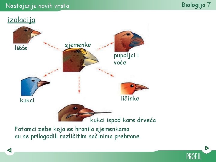 Biologija 7 Nastajanje novih vrsta izolacija lišće kukci sjemenke pupoljci i voće ličinke kukci