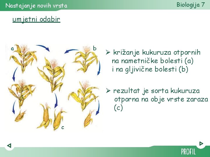 Biologija 7 Nastajanje novih vrsta umjetni odabir a b Ø križanje kukuruza otpornih na