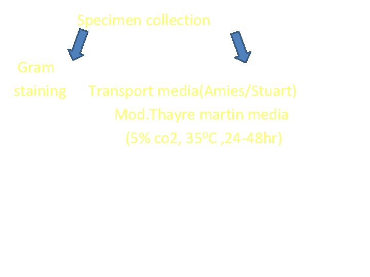 Specimen collection Gram staining Transport media(Amies/Stuart) Mod. Thayre martin media (5% co 2, 350