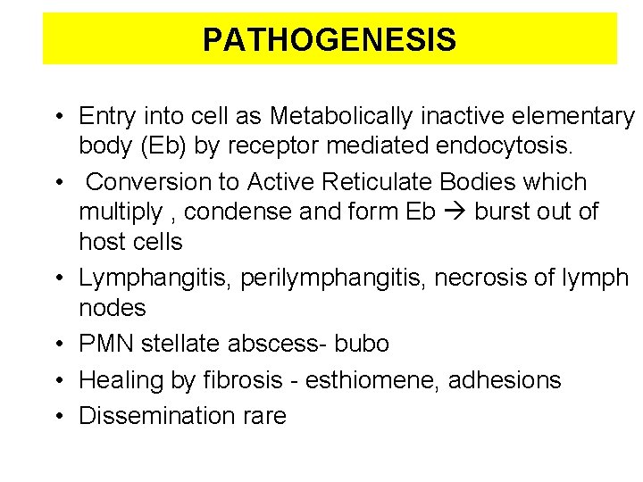 PATHOGENESIS • Entry into cell as Metabolically inactive elementary body (Eb) by receptor mediated