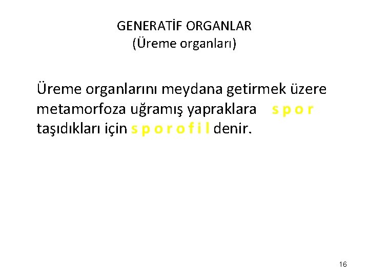 GENERATİF ORGANLAR (Üreme organları) Üreme organlarını meydana getirmek üzere metamorfoza uğramış yapraklara s p