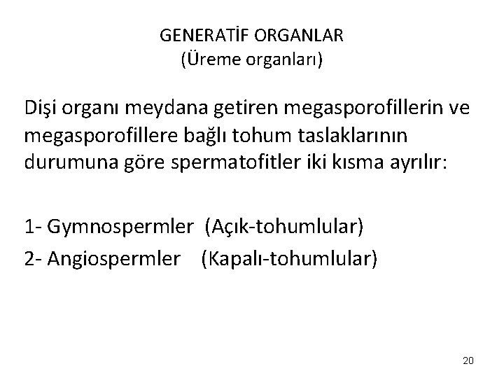 GENERATİF ORGANLAR (Üreme organları) Dişi organı meydana getiren megasporofillerin ve megasporofillere bağlı tohum taslaklarının