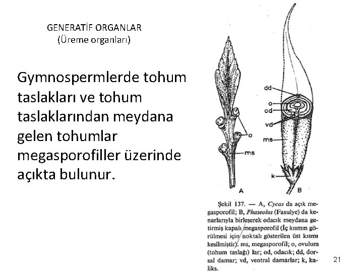 GENERATİF ORGANLAR (Üreme organları) Gymnospermlerde tohum taslakları ve tohum taslaklarından meydana gelen tohumlar megasporofiller