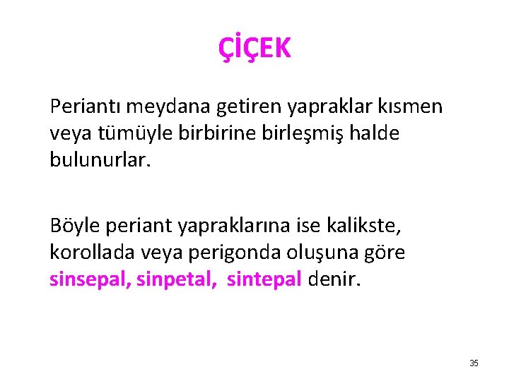 ÇİÇEK Periantı meydana getiren yapraklar kısmen veya tümüyle birbirine birleşmiş halde bulunurlar. Böyle periant