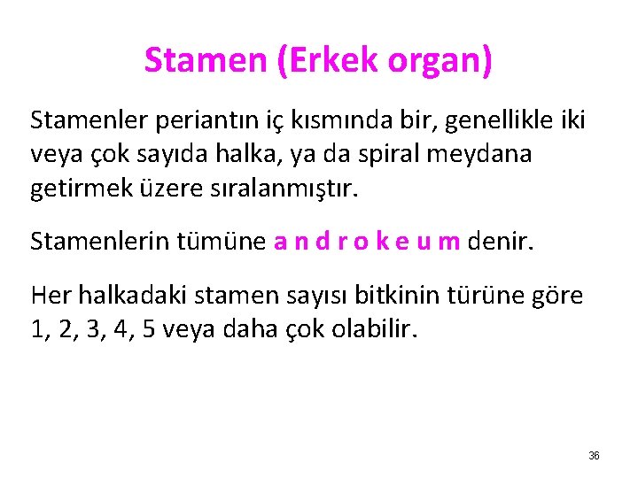 Stamen (Erkek organ) Stamenler periantın iç kısmında bir, genellikle iki veya çok sayıda halka,