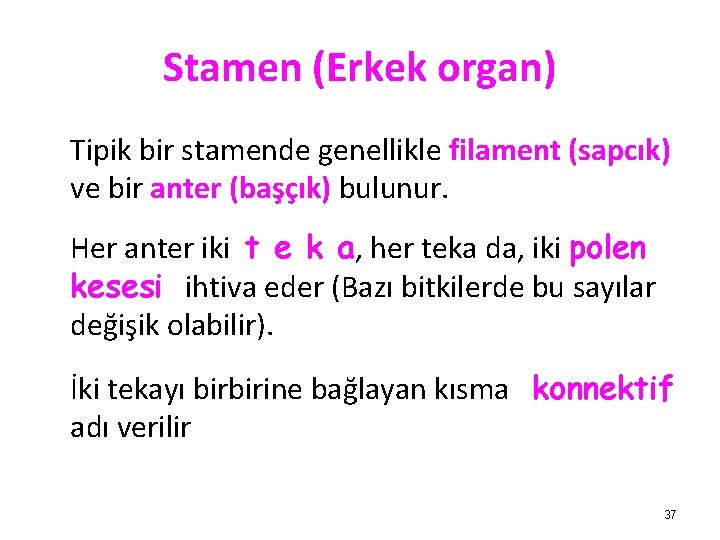 Stamen (Erkek organ) Tipik bir stamende genellikle filament (sapcık) ve bir anter (başçık) bulunur.