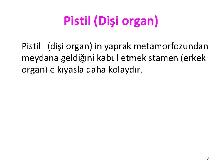 Pistil (Dişi organ) Pistil (dişi organ) in yaprak metamorfozundan meydana geldiğini kabul etmek stamen