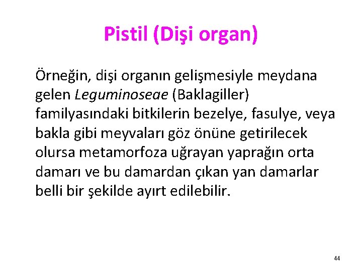 Pistil (Dişi organ) Örneğin, dişi organın gelişmesiyle meydana gelen Leguminoseae (Baklagiller) familyasındaki bitkilerin bezelye,