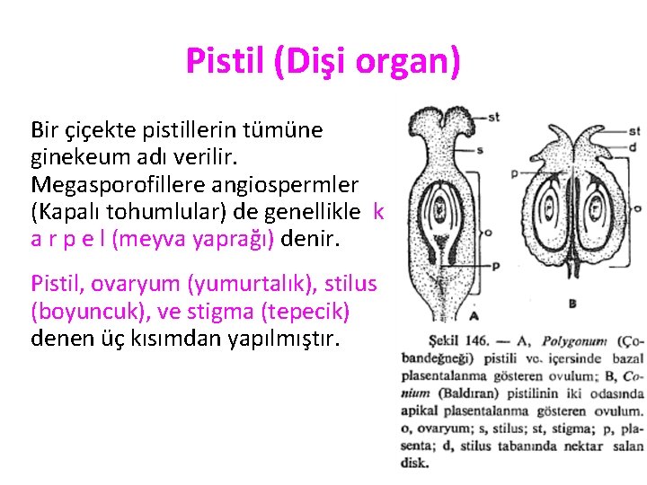 Pistil (Dişi organ) Bir çiçekte pistillerin tümüne ginekeum adı verilir. Megasporofillere angiospermler (Kapalı tohumlular)