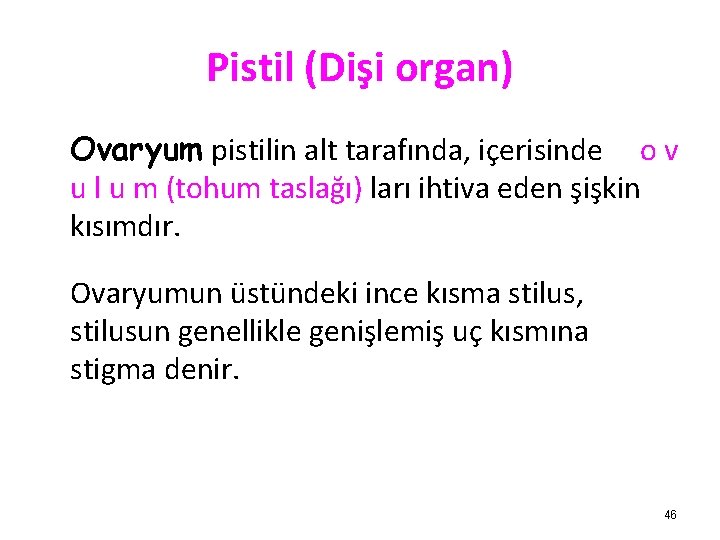 Pistil (Dişi organ) Ovaryum pistilin alt tarafında, içerisinde o v u l u m