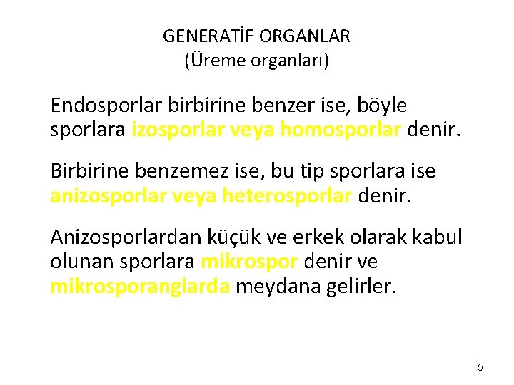 GENERATİF ORGANLAR (Üreme organları) Endosporlar birbirine benzer ise, böyle sporlara izosporlar veya homosporlar denir.