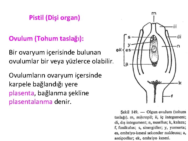 Pistil (Dişi organ) Ovulum (Tohum taslağı): Bir ovaryum içerisinde bulunan ovulumlar bir veya yüzlerce