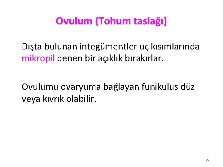 Ovulum (Tohum taslağı) Dışta bulunan integümentler uç kısımlarında mikropil denen bir açıklık bırakırlar. Ovulumu