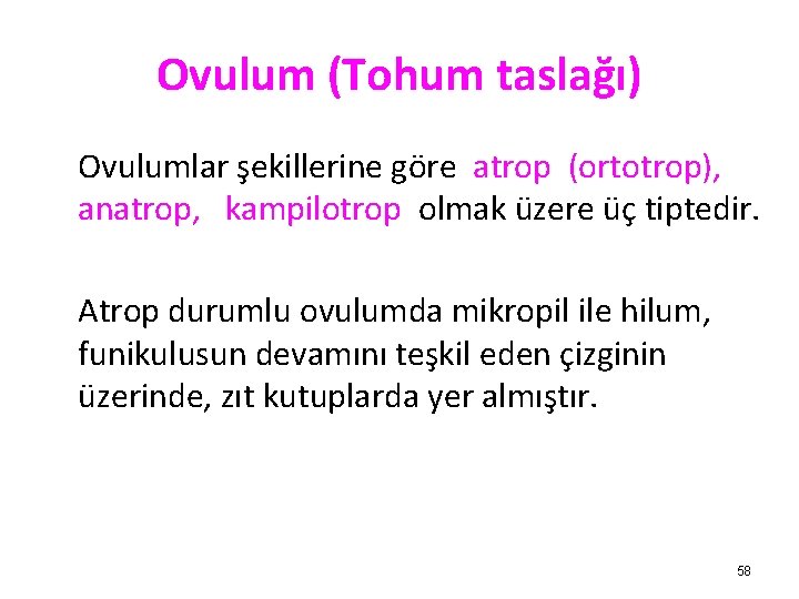 Ovulum (Tohum taslağı) Ovulumlar şekillerine göre atrop (ortotrop), anatrop, kampilotrop olmak üzere üç tiptedir.