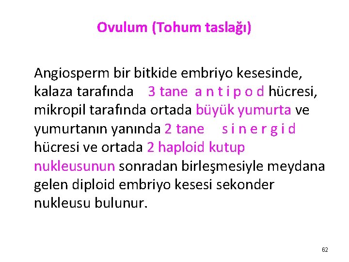 Ovulum (Tohum taslağı) Angiosperm bir bitkide embriyo kesesinde, kalaza tarafında 3 tane a n