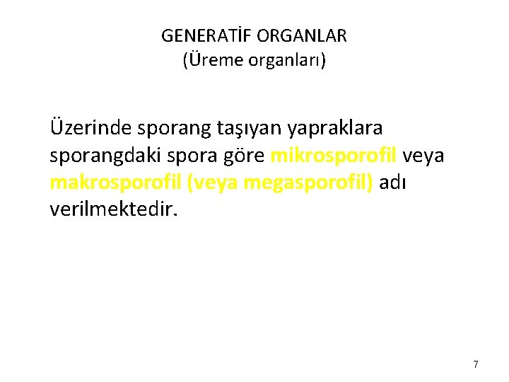 GENERATİF ORGANLAR (Üreme organları) Üzerinde sporang taşıyan yapraklara sporangdaki spora göre mikrosporofil veya makrosporofil