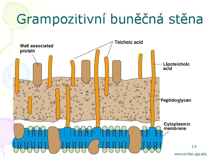 Grampozitivní buněčná stěna 14 www. arches. uga. edu 