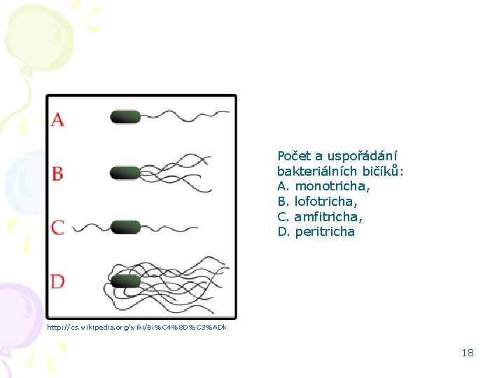 Počet a uspořádání bakteriálních bičíků: A. monotricha, B. lofotricha, C. amfitricha, D. peritricha http: