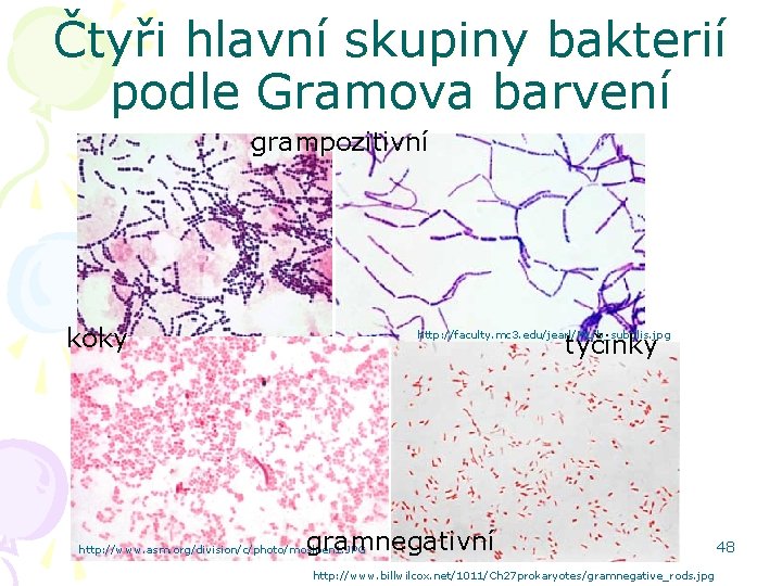 Čtyři hlavní skupiny bakterií podle Gramova barvení grampozitivní koky tyčinky http: //faculty. mc 3.