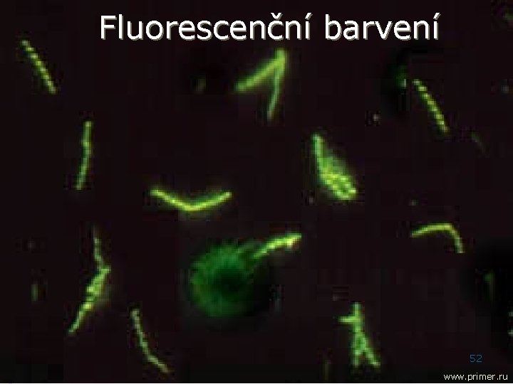 Fluorescenční barvení 52 www. primer. ru 