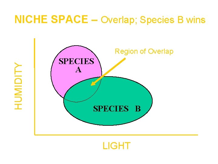 NICHE SPACE – Overlap; Species B wins HUMIDITY Region of Overlap SPECIES A SPECIES