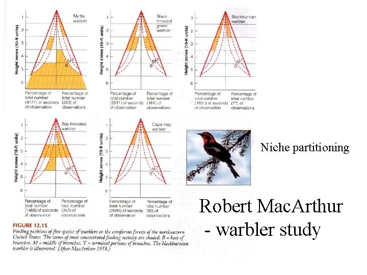 Niche partitioning Robert Mac. Arthur - warbler study 