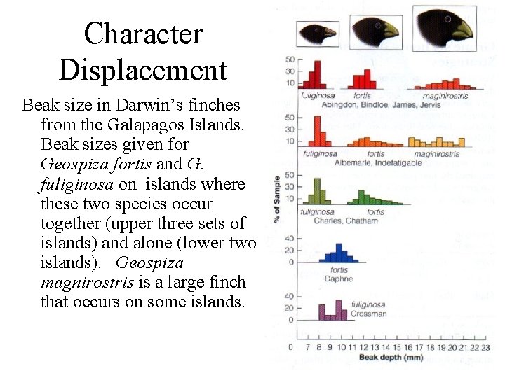 Character Displacement Beak size in Darwin’s finches from the Galapagos Islands. Beak sizes given