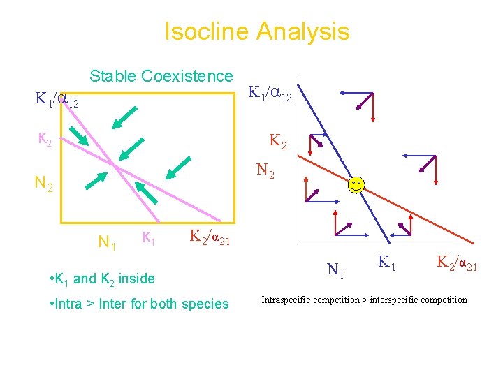 Isocline Analysis Stable Coexistence K 1/α 12 K 2 N 2 N 1 K