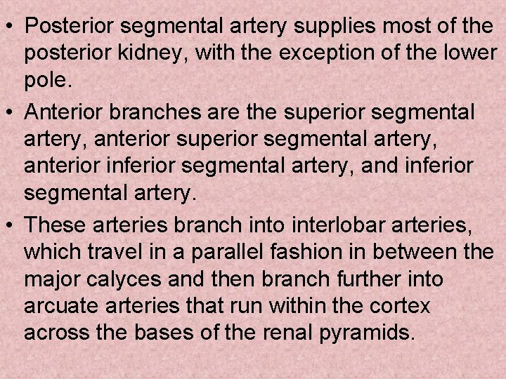  • Posterior segmental artery supplies most of the posterior kidney, with the exception