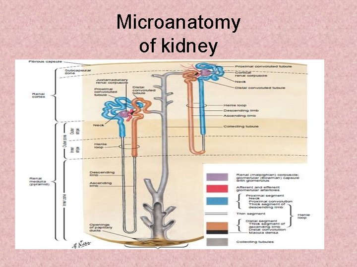Microanatomy of kidney 
