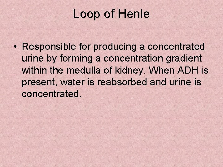 Loop of Henle • Responsible for producing a concentrated urine by forming a concentration