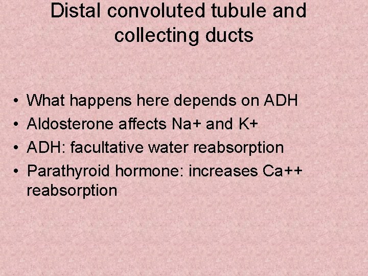 Distal convoluted tubule and collecting ducts • • What happens here depends on ADH