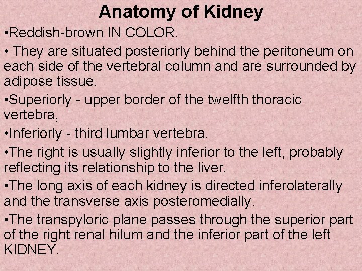 Anatomy of Kidney • Reddish-brown IN COLOR. • They are situated posteriorly behind the
