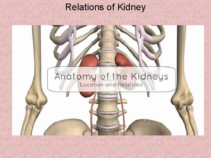 Relations of Kidney 