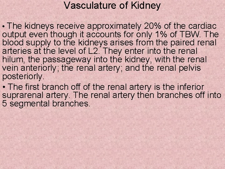 Vasculature of Kidney • The kidneys receive approximately 20% of the cardiac output even