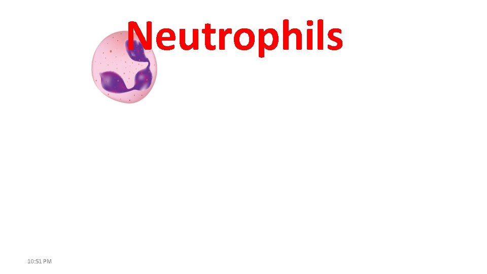 Neutrophils 10: 51 PM 