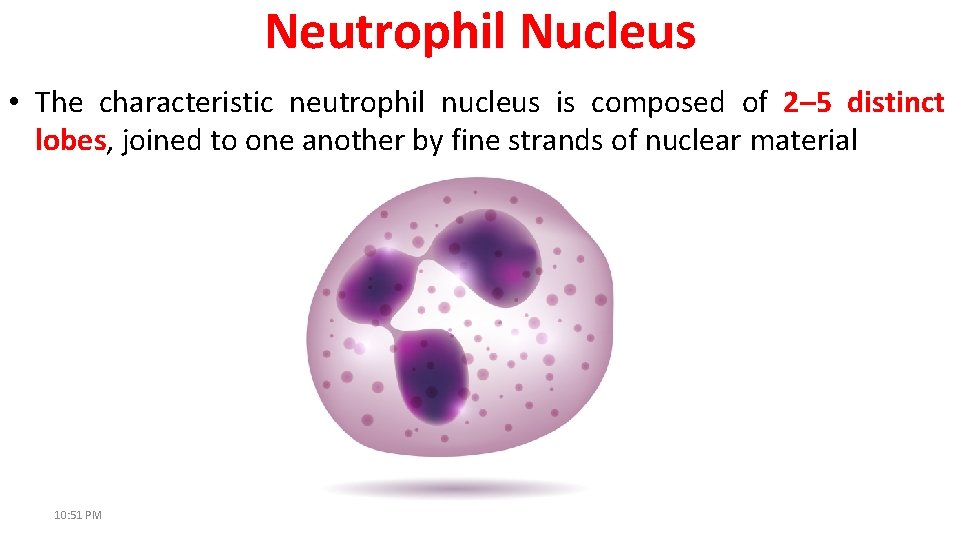 Neutrophil Nucleus • The characteristic neutrophil nucleus is composed of 2– 5 distinct lobes,