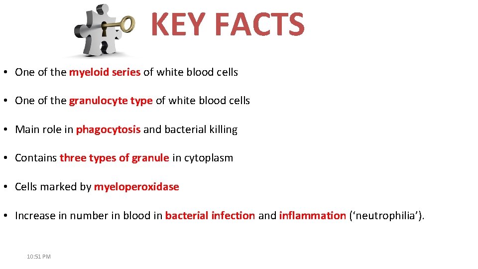 KEY FACTS • One of the myeloid series of white blood cells • One
