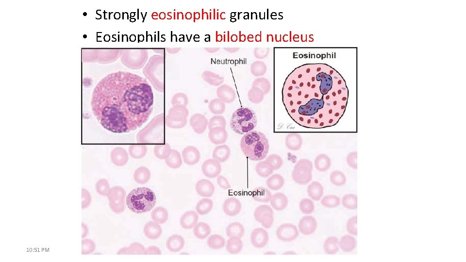  • Strongly eosinophilic granules • Eosinophils have a bilobed nucleus 10: 51 PM