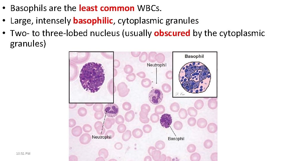  • Basophils are the least common WBCs. • Large, intensely basophilic, cytoplasmic granules