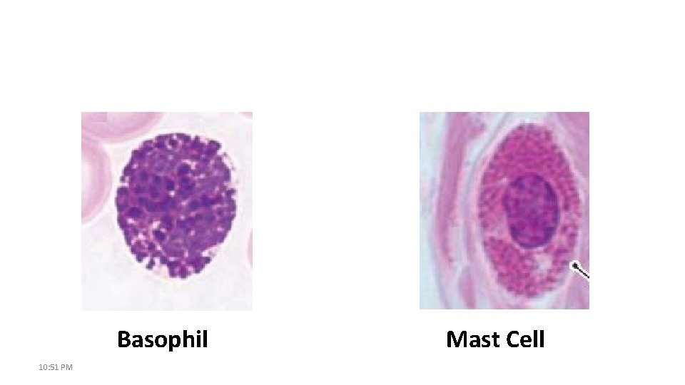 Basophil 10: 51 PM Mast Cell 